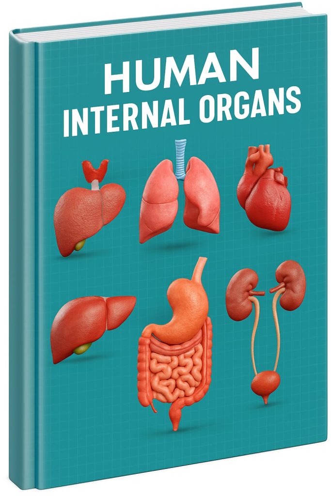 HUMAN INTERNAL ORGANS